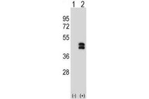 Western blot analysis of DUSP6 antibody and 293 cell lysate either nontransfected (Lane 1) or transiently transfected (2) with the DUSP6 gene. (DUSP6 Antikörper  (AA 59-88))