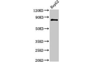 Western Blot Positive WB detected in: HepG2 whole cell lysate All lanes: NR3C1 antibody at 3 μg/mL Secondary Goat polyclonal to rabbit IgG at 1/50000 dilution Predicted band size: 86, 82, 65, 61, 83, 79, 77, 76, 52, 51, 50 kDa Observed band size: 86 kDa (Glucocorticoid Receptor Antikörper  (AA 1-190))