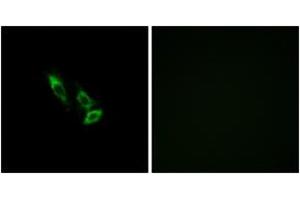 Immunofluorescence analysis of A549 cells, using OR10V1 Antibody. (OR10V1 Antikörper  (AA 161-210))