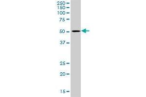 LIPA MaxPab rabbit polyclonal antibody. (Lipase A Antikörper  (AA 1-399))