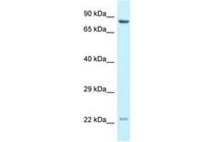 Image no. 1 for anti-Nuclear Receptor Coactivator 4 (NCOA4) (AA 509-558) antibody (ABIN6747719) (NCOA4 Antikörper  (AA 509-558))