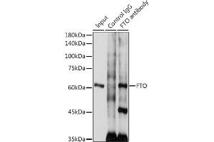 Immunoprecipitation analysis of 300 μg extracts of SH-SY5Y cells using 3 μg FTO antibody (ABIN6131655, ABIN6140795, ABIN6140796 and ABIN6218529). (FTO Antikörper  (AA 416-505))
