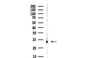 anti-Ephrin A1 (EFNA1) (Internal Region) antibody