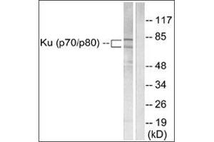 Western blot analysis of extracts from LOVO cells, using Ku70/80 Antibody . (XRCC5 Antikörper  (C-Term))