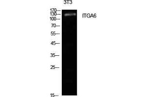 Western Blot (WB) analysis of NIH-3T3 cells using Integrin alpha6 Polyclonal Antibody.
