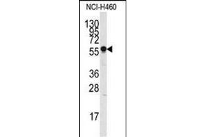 Western blot analysis of anti-SIGLEC7 Pab (ABIN388428 and ABIN2837865) in NCI- cell line lysate (35 μg/lane). (SIGLEC7 Antikörper  (N-Term))