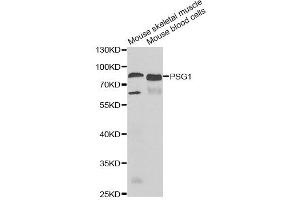 Western blot analysis of extracts of various cell lines, using PSG1 antibody. (PSG1 Antikörper)