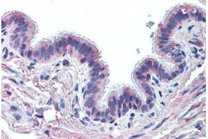 MUC13 Antikörper  (Extracellular Domain)