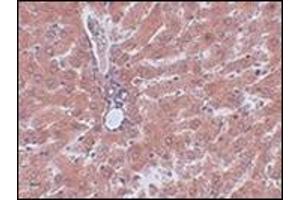 Immunohistochemistry of JMJD5 in rat liver tissue with this product at 2. (JMJD5 Antikörper  (C-Term))