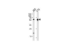 ALDH1A3 Antikörper  (N-Term)