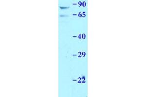Sample Type: Mouse liverPrimary Dilution: 1:1000