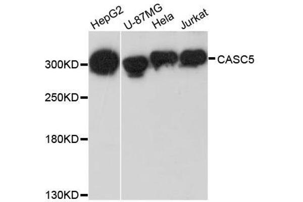CASC5 Antikörper  (AA 1-300)