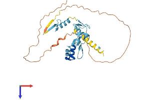 OVOL2 Protein (AA 1-275) (His tag)