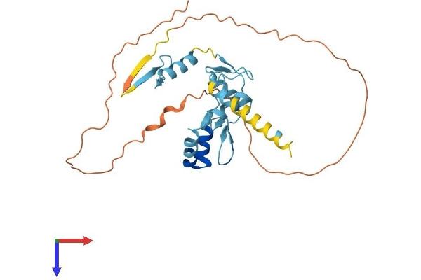 OVOL2 Protein (AA 1-275) (His tag)