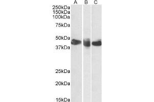 ABIN2561702 (0. (CD27 Antikörper  (AA 161-175))