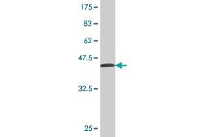 Western Blot detection against Immunogen (37. (CES2 Antikörper  (AA 514-621))