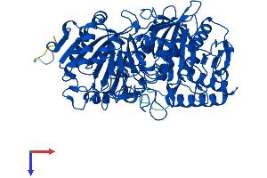 PCK1 Protein (AA 1-622) (His tag)