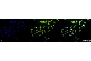 Immunocytochemistry/Immunofluorescence analysis using Mouse Anti-Hsc70 (Hsp73) Monoclonal Antibody, Clone 1F2-H5 . (Hsc70 Antikörper  (HRP))