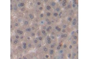 IHC-P analysis of Rat Tissue, with DAB staining. (NEK2 Antikörper  (AA 137-400))