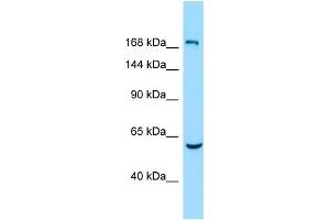 WB Suggested Anti-EPB41L4B Antibody Titration: 1. (EPB41L4B Antikörper  (Middle Region))