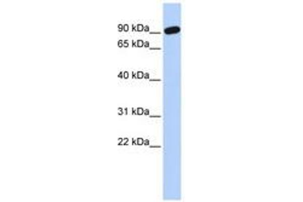 ZNF132 antibody  (AA 216-265)
