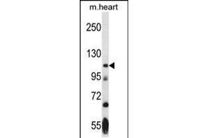 Western blot analysis in mouse heart tissue lysates (35ug/lane). (NEK9 Antikörper  (AA 503-530))