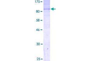 SLC44A2 Protein (AA 1-706) (GST tag)