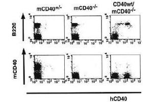 Flow Cytometry (FACS) image for anti-CD40 (CD40) (Extracellular Domain) antibody (FITC) (ABIN2451935) (CD40 Antikörper  (Extracellular Domain) (FITC))