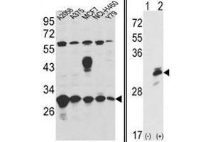 Image no. 1 for anti-Endoplasmic Reticulum Protein 29 (ERP29) (Middle Region) antibody (ABIN452974)