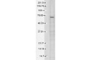 Western Blot analysis of Human Cell lysates showing detection of TrpV3 protein using Mouse Anti-TrpV3 Monoclonal Antibody, Clone N15/4 (ABIN361778). (TRPV3 Antikörper  (AA 774-791))