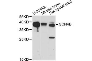 Western blot analysis of extracts of various cell lines, using SCN4B antibody (ABIN5971181) at 1/1000 dilution. (SCN4B Antikörper)