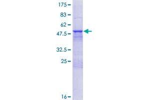 NXNL1 Protein (AA 1-212) (GST tag)