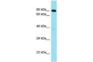 Host: Rabbit Target Name: C10orf120 Sample Type: HepG2 Whole Cell lysates Antibody Dilution: 1. (C10ORF120 Antikörper  (C-Term))