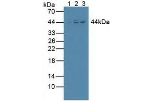 Figure. (Inhibitory Subunit of NF kappa B beta (AA 85-332) Antikörper)