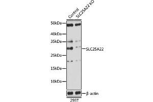 Western blot analysis of extracts from normal (control) and SLC25 knockout (KO) 293T cells, using SLC25 antibody (ABIN7270436) at 1:1000 dilution. (SLC25A22 Antikörper  (AA 128-188))