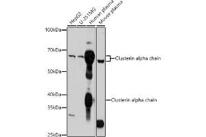 Western blot analysis of extracts of various cell lines, using Clusterin alpha chain antibody (ABIN6133478, ABIN6138757, ABIN6138759 and ABIN6217494) at 1:1000 dilution. (Clusterin Antikörper  (AA 220-449))