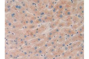 IHC-P analysis of Human Liver Tissue, with DAB staining. (Ephrin A5 Antikörper  (AA 21-203))