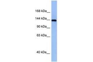 Image no. 1 for anti-TRAF2 and NCK Interacting Kinase (TNIK) (AA 921-970) antibody (ABIN6748041) (TNIK Antikörper  (AA 921-970))