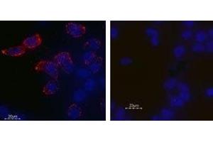 Expression of KV11. (KCNH2 Antikörper  (Extracellular))