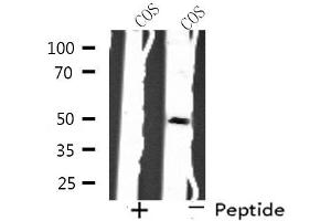 Western blot analysis of extracts from COS cells, using SH3GLB2 antibody.