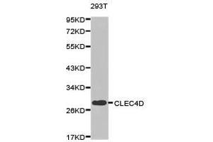 Western Blotting (WB) image for anti-C-Type Lectin Domain Family 4, Member D (CLEC4D) antibody (ABIN1871910) (CLEC4D Antikörper)