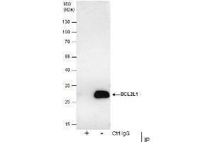 Immunoprecipitation (IP) image for anti-BCL2-Like 1 (BCL2L1) antibody (ABIN2856151)