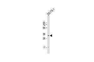 Anti-TAS2R50 Antibody (C-Term) at 1:1000 dilution + ZR-75-1 whole cell lysate Lysates/proteins at 20 μg per lane. (TAS2R50 Antikörper  (AA 198-222))