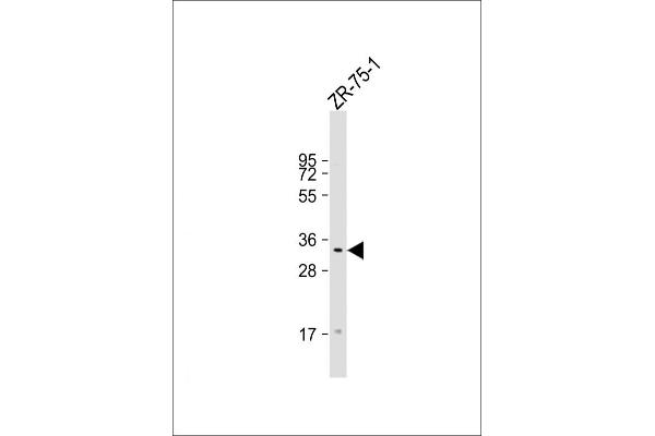 TAS2R50 Antikörper  (AA 198-222)