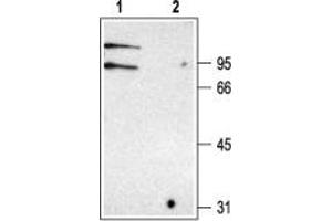 Western blot analysis of rat kidney membranes: - 1. (CLCNKB Antikörper  (C-Term, Intracellular))