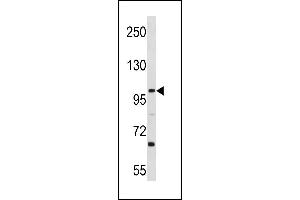 L3MBTL3 Antibody (N-term) (ABIN1881489 and ABIN2843287) western blot analysis in Ramos cell line lysates (35 μg/lane). (L3MBTL3 Antikörper  (N-Term))
