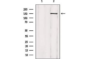 Western blot analysis of extracts from mouse brain, using TCOF1 Antibody.