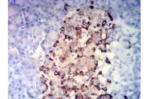 Immunohistochemical analysis of paraffin-embedded pancreatic tissues using CHGA mouse mAb with DAB staining. (Chromogranin A Antikörper  (AA 278-457))
