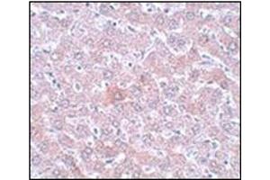 Immunohistochemistry of RSRC1 in rat liver tissue with this product at 5 μg/ml. (RSRC1 Antikörper  (C-Term))