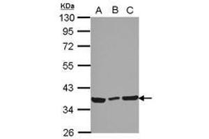 Image no. 2 for anti-Coiled-Coil Domain Containing 50 (CCDC50) (AA 1-187) antibody (ABIN1497124)